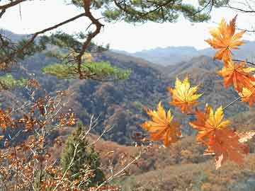 香河消费广场最新一期招聘信息概览